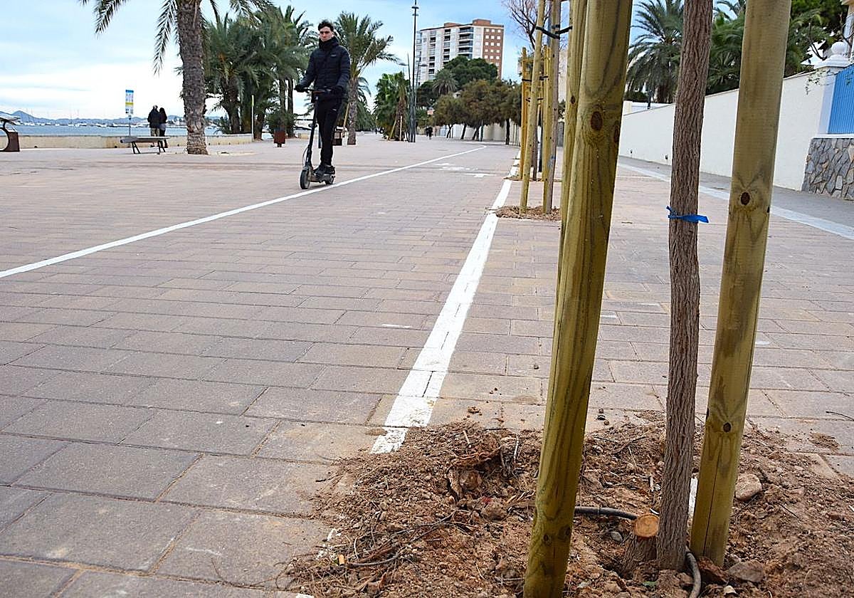 La Policía busca al autor de la tala de 10 árboles en el paseo marítimo de Santiago de La Ribera